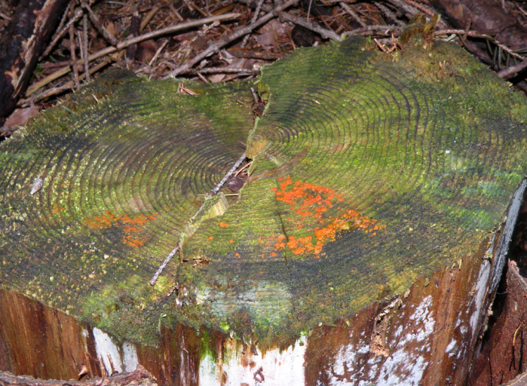 Heterobasidiomycetes trentini